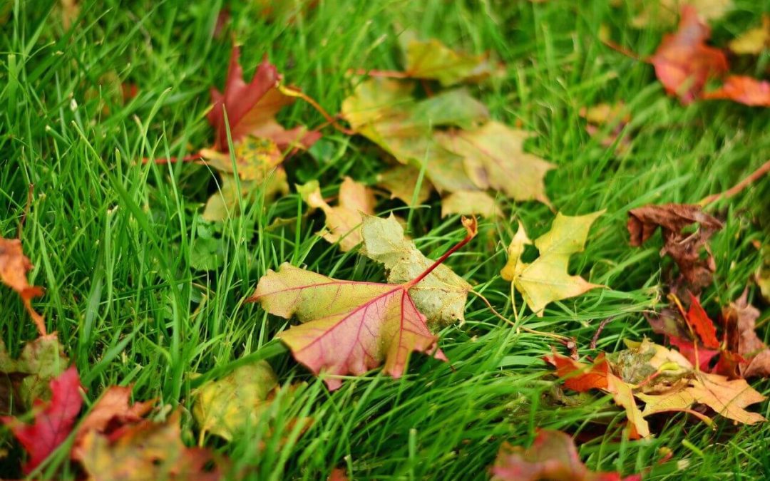 6 Tips for Fall Lawn Maintenance
