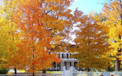 4 Tree Maintenance in the Fall Tips