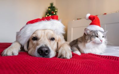 A Guide to Pet Safety During the Holidays
