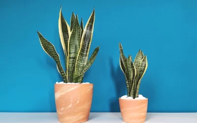 4 Low-Maintenance Houseplants for Your Living Spaces