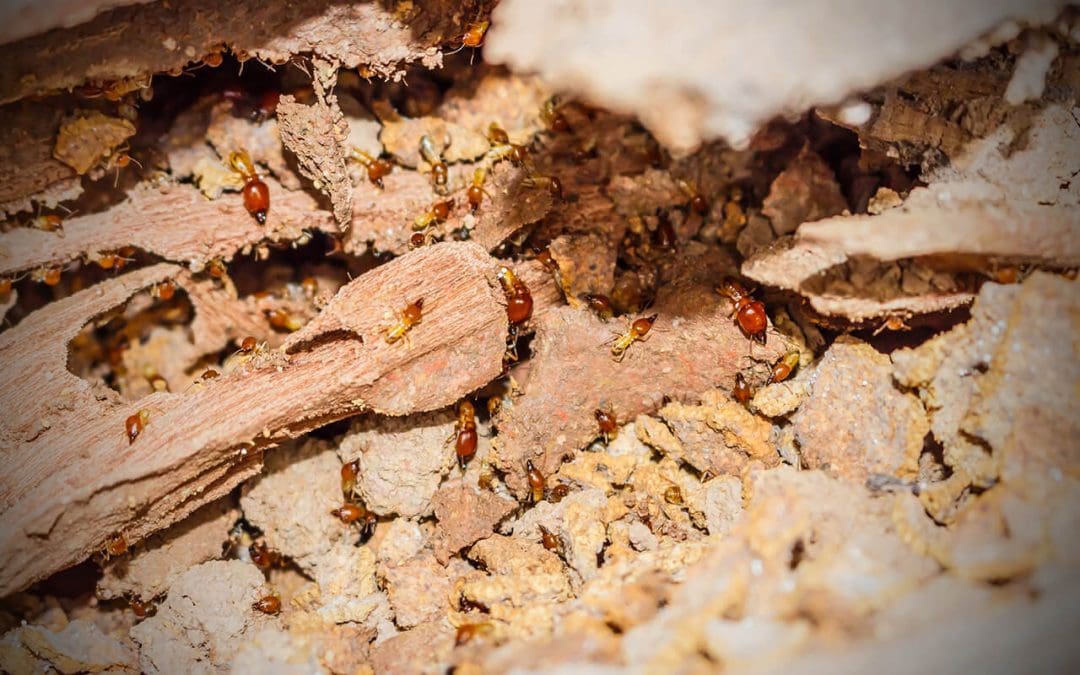 6 Essential Tips to Prevent Termites at Home