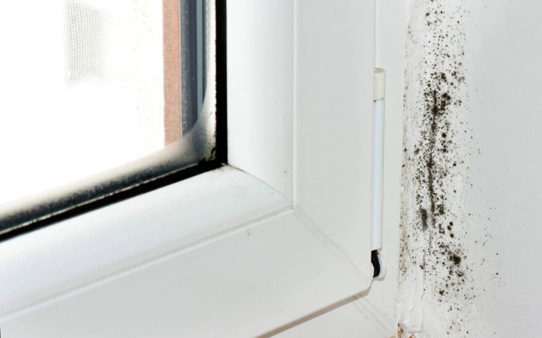 Trust Your Senses: How to Recognize the Signs of Mold Before It Gets Worse