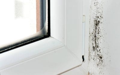Trust Your Senses: How to Recognize the Signs of Mold Before It Gets Worse